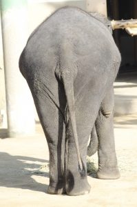 ガチ記事用ゾウのお尻